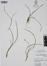 Triglochin scilloides image